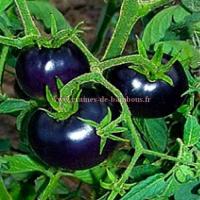 Tomate bleue osu blue p20