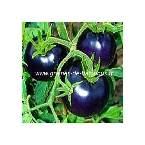 Tomate bleue p20 osu grainesdebambous com