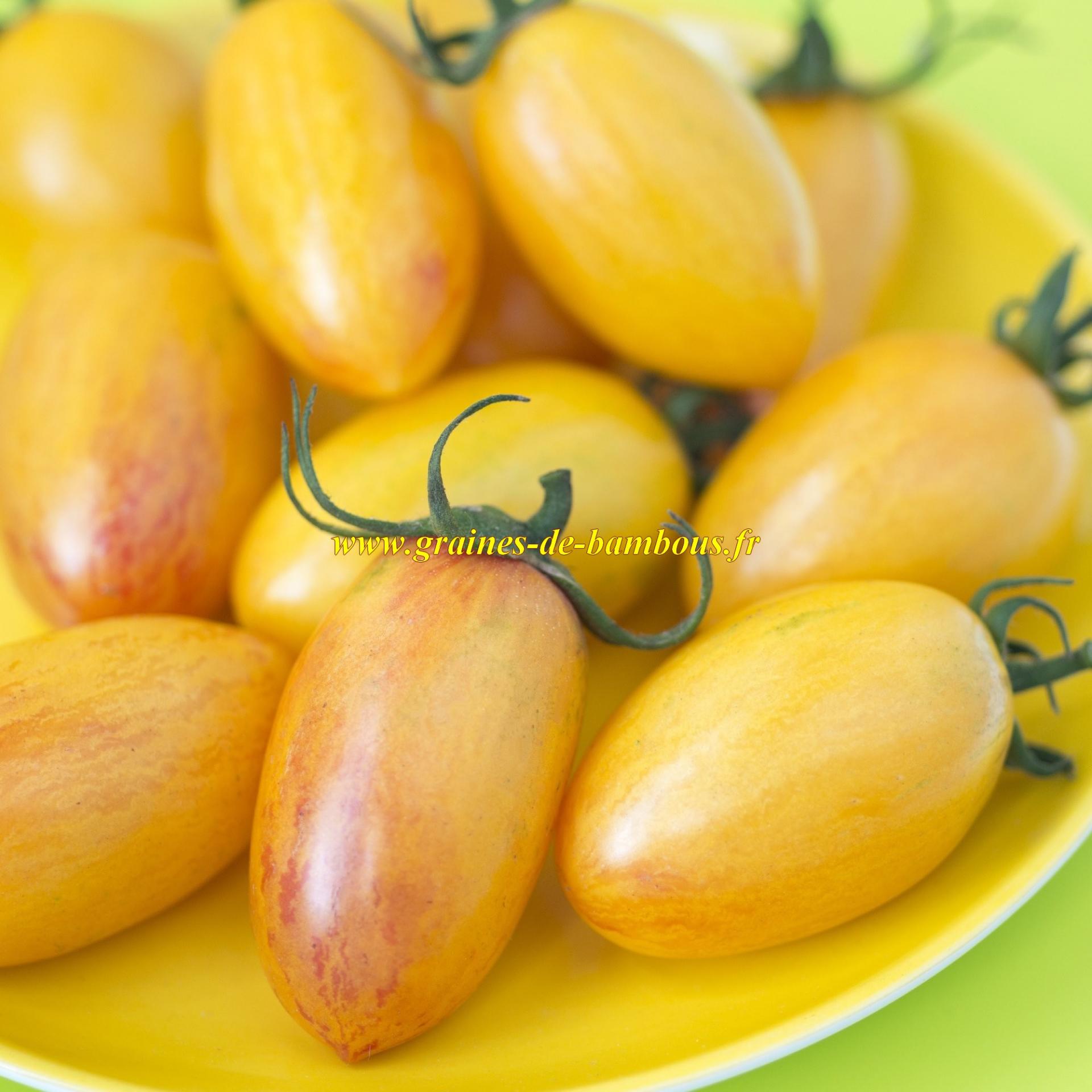 Tomate blush tiger graines