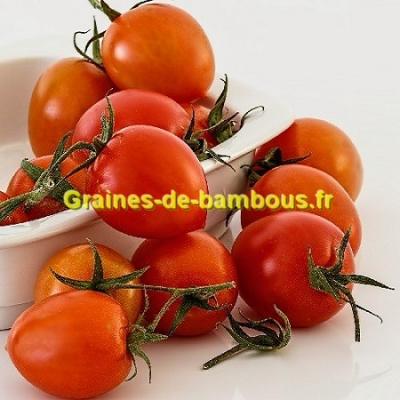 200 GRAINES de TOMATE dans 20 RARES VARIÉTÉS NUTRITIVES + GUIDE: Géante  Italienne, Black Krim, Green Zebra, Indigo Rose, Cœur de Bœuf, San Marzano,  Galapagos, Cerise Rouge, Noir, Jaune et Blanche, etc 