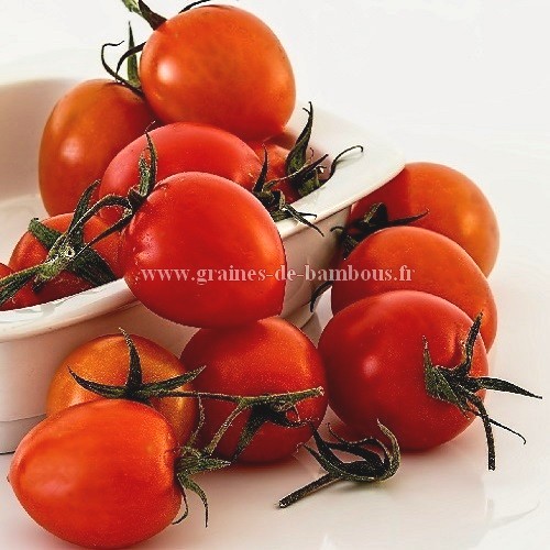 Tomate borghese grainesdebambous com