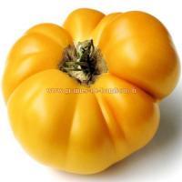 Tomate brandywine jaune lycopersicum esculentum