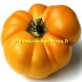 Tomate brandywine jaune yellow
