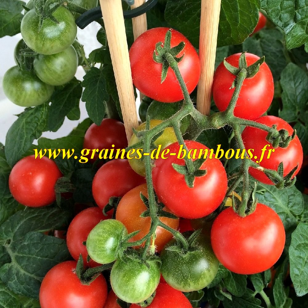 Tomate cerise en pot