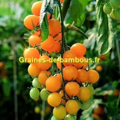 Tomate cerise figiel orange graines de bambous fr