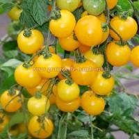 Tomate cerise golden cherry graines