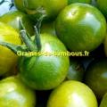Tomate cerise green grape