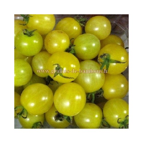 Tomate cerise lemon drop graines de bambous fr