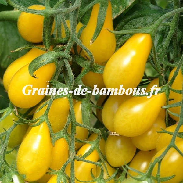 Tomate cerise poire jaune grainesdebambous com 1