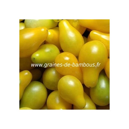 Tomate cerise poire jaune semences
