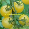 Tomate cerise ronde lemon drop graines de bambous fr