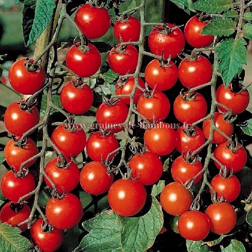 Tomate cerise ronde red cherry