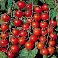 Tomate cerise ronde red cherry