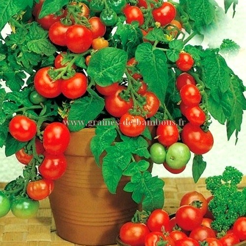 Tomate cerise rotkappchen
