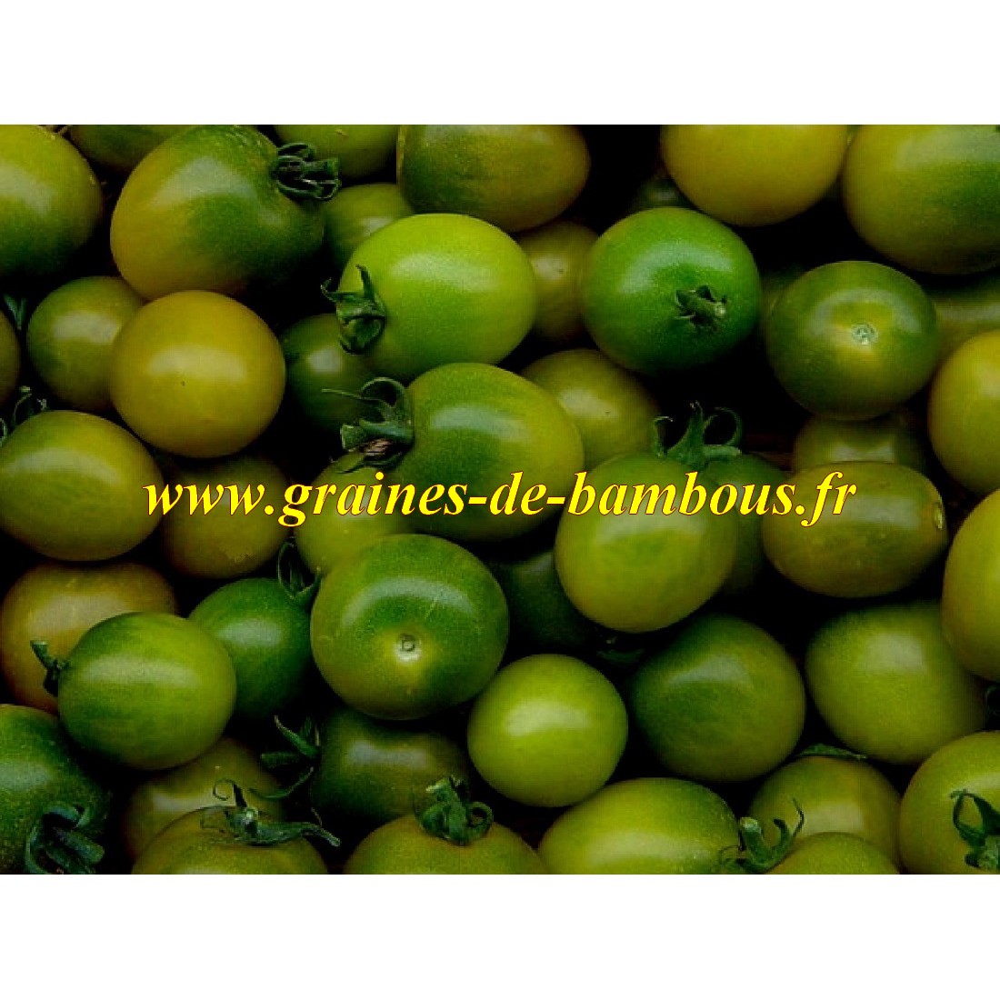 Tomate cerise verte green grape graines de bambous fr