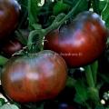 Tomate Cherokee purple réf.359