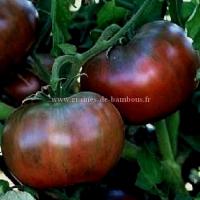 Tomate cherokee purple graines non traitees