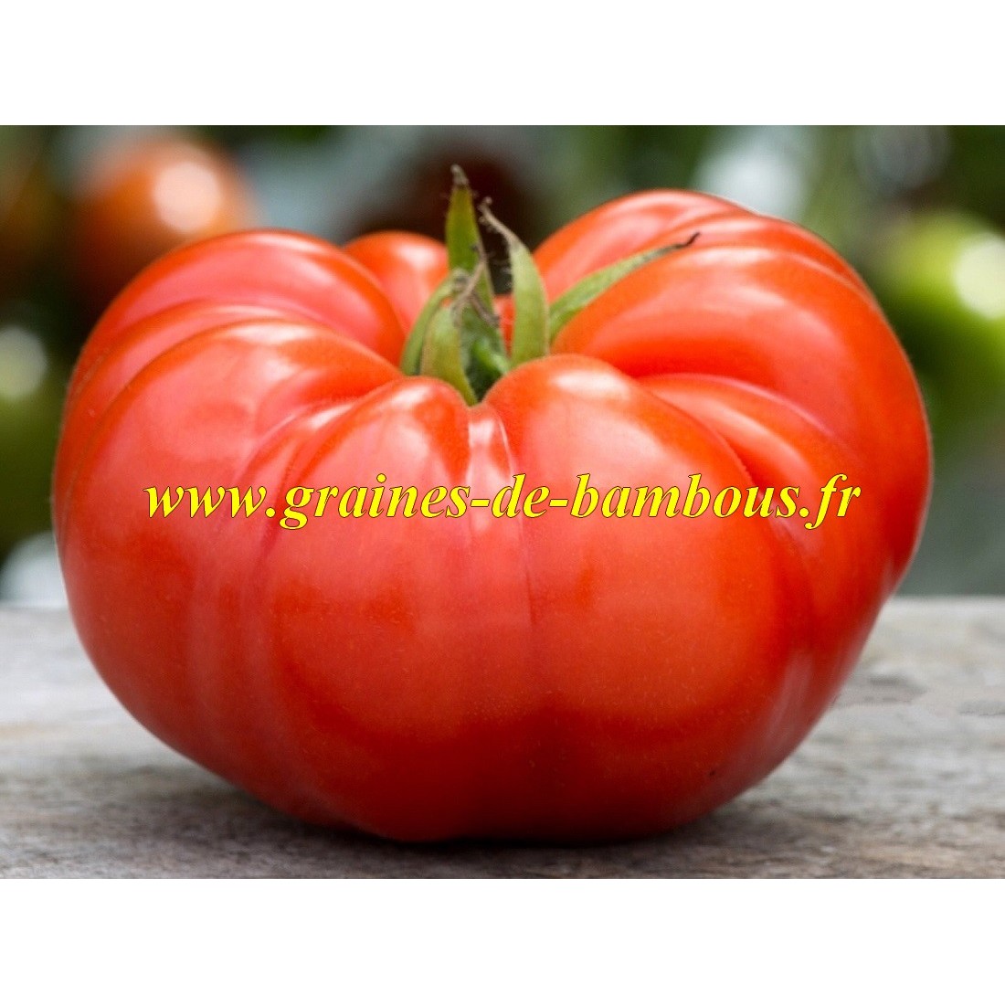 Tomate coeur de boeuf beefsteak graines