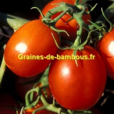 Tomate de berao graines de bambous fr