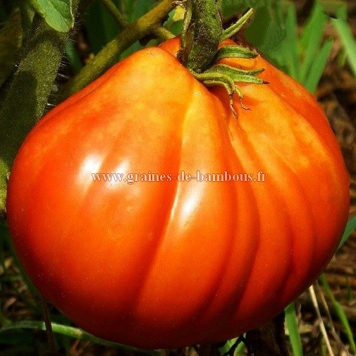 Tomate de liguria