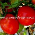 tomate-de-siberie-www-graines-de-bambous-fr.jpg