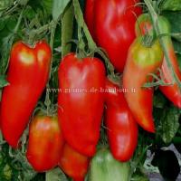 Tomate des andes