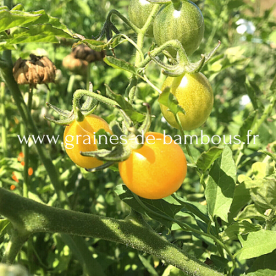 Tomate des galapagos solanum cheesmaniae www graines de bambous fr