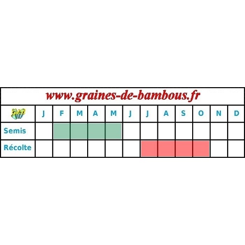 Tomate druzba graines periode semis recolte tomato seeds plant