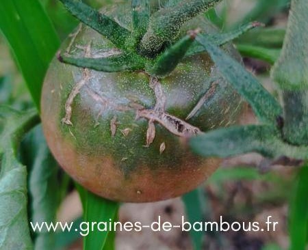 Tomate eclatee sur la plante