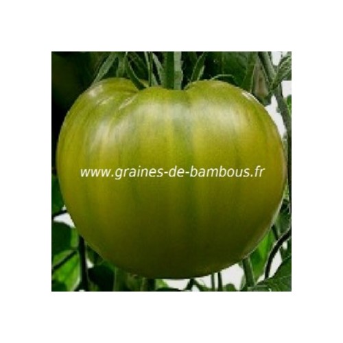 Tomate evergreen lycopersicum esculentum tomato seeds