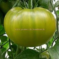 Tomate evergreen lycopersicum esculentum