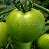 Tomate evergreen