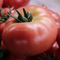 Tomate geante belge rose graines de bambous fr