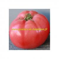 Tomate german johnson pink www graines de bambous fr lycopersicum esculentum