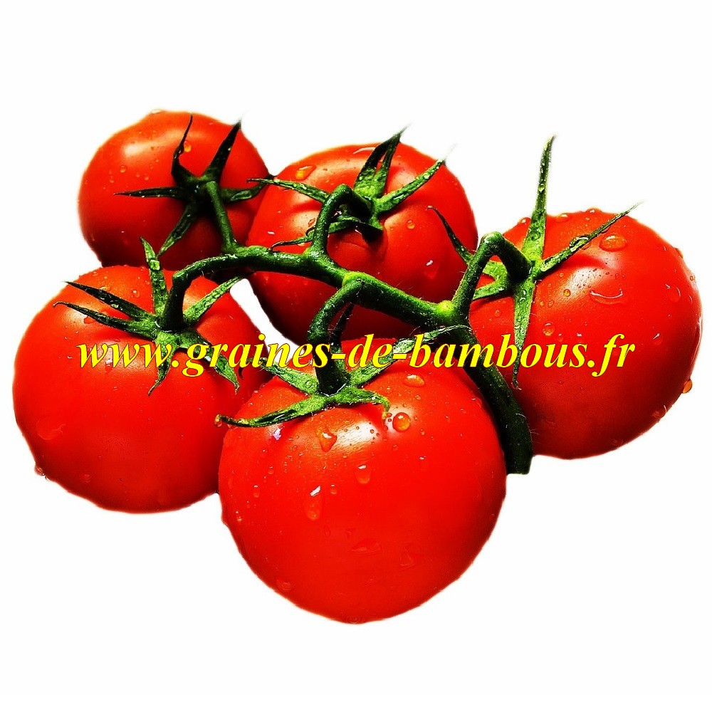 Tomate glacier graines jardin semis