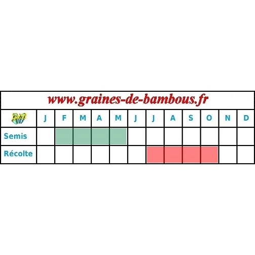 Tomate gold medal graines periode semis recolte tomato seeds fruit