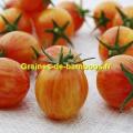 Tomate golden bumble bee graines de bambous fr