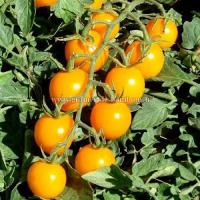 Tomate golden cherry