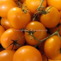 Tomate golden jubilee graines 1