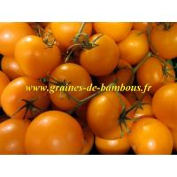 Tomate golden jubilee graines de bambous fr