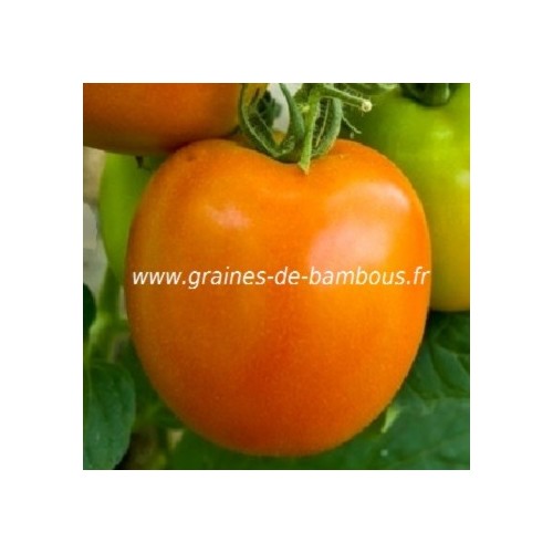 Tomate golden sunray sur graines de bambous fr