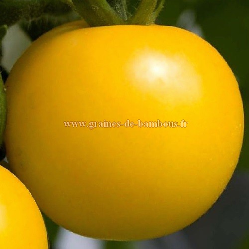 Tomate goldene konigin reine d or graines