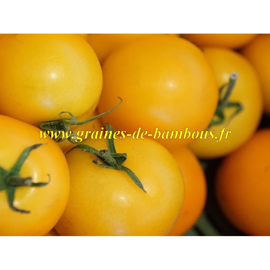 Tomate goldene konigin reine d or
