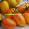 Tomate graines blush tiger sur graines de bambous fr