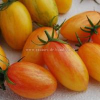 Tomate graines blush tiger