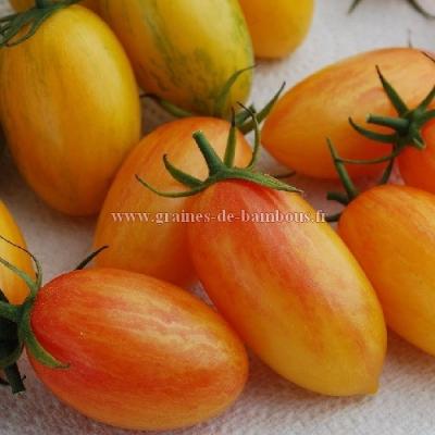 Tomate graines blush tiger sur graines de bambous fr