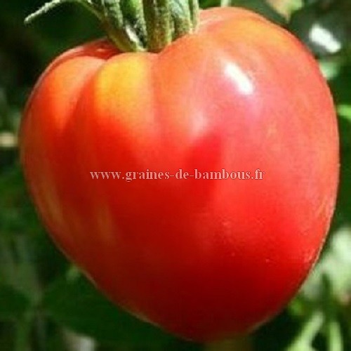 Tomate graines coeur de boeuf lycopersicum esculentum