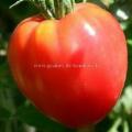 Tomate Coeur de Boeuf Rose réf.273