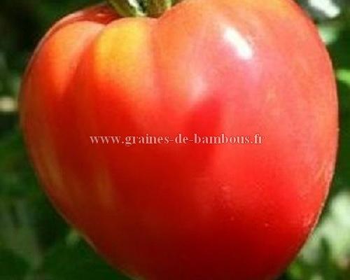 Tomate graines coeur de boeuf lycopersicum esculentum