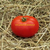 Tomate graines de druzba variete ancienne